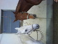 My Horse 46330910