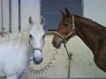 My Horse 46330924