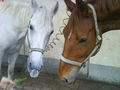 My Horse 46330930