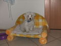 Unsa klana Hund ,,JIMMY" 66885175