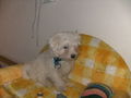 Unsa klana Hund ,,JIMMY" 66885267