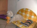 Unsa klana Hund ,,JIMMY" 66885326