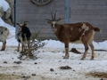 hochsteinalm 2008-01-03 32736352