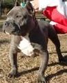 Pit Bull 50182870