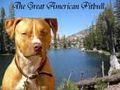 Pit Bull 2 50183706