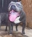 Pit Bull 2 50183710