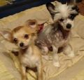 My Doggies 40006141