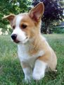 Charlie... my Corgi! 34557855