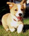 Charlie... my Corgi! 34557862