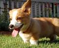 Charlie... my Corgi! 34557863