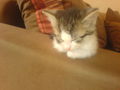 baby kaTze zu verschenkeen 62269653