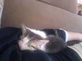 baby kaTze zu verschenkeen 62269665