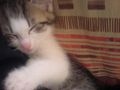 baby kaTze zu verschenkeen 62269677