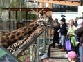 Zoo Schmiding 36783160