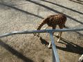 Zoo Schmiding 36783196