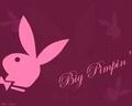 bunny´s 54383889