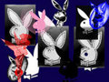 Playgirl-Bunny111 - Fotoalbum