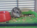 Mei HamSter 59114025