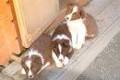 Hunde 34909623