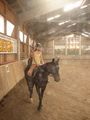 pferde/Reiten  40338752