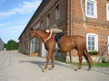 reiten 2009 66646207