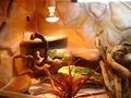 neues Terrarium am 16.-17.09.09 66812057