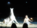 ApPasiionaTa 2008 35192264