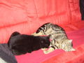 My CaTs (StUpSi & FrAnz´L 72137111