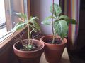 my plants 60595209