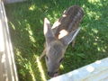 Unser Bambi 73719264