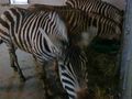 Zoo Schmiding 67181865