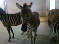 Zoo Schmiding 67182425