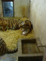 Zoo Schmiding 67182426