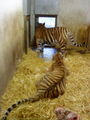 Zoo Schmiding 67182815