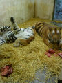 Zoo Schmiding 67182818