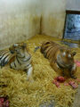 Zoo Schmiding 67182820