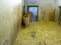 Zoo Schmiding 67182829