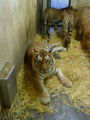 Zoo Schmiding 67183127