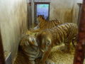 Zoo Schmiding 67183129