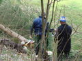 Maibaum 2008 37691953