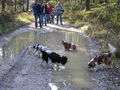 Cavalier-King-Charls Treffen 2008 36723874