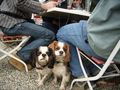 Cavalier-King-Charls Treffen 2008 36725208