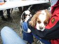 Cavalier-King-Charls Treffen 2008 36725211