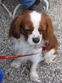 Cavalier-King-Charls Treffen 2008 36725220