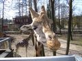 Tierpark Schmieding 36386174