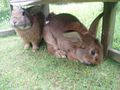 Hasen und Meerschweinchen 38580603