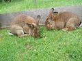 Hasen und Meerschweinchen 38580632