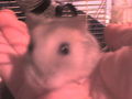 Mei hamster 45969248