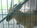 Zoo Oradea(Rumaenien) 65843515