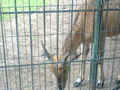 Zoo Oradea(Rumaenien) 65843519